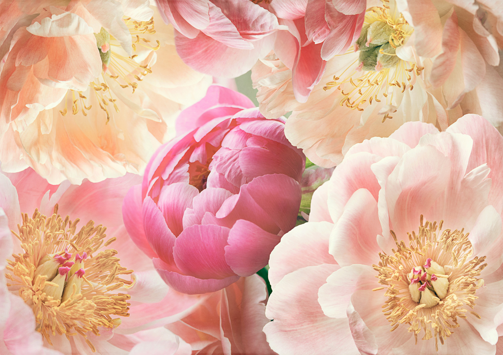 Peonies Pink&Yellow