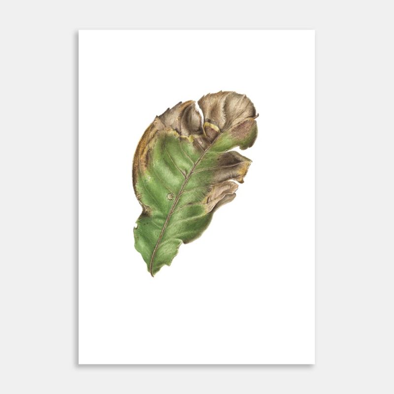 Autumn Flight Limited Edition Art Print by Lesley Alexander