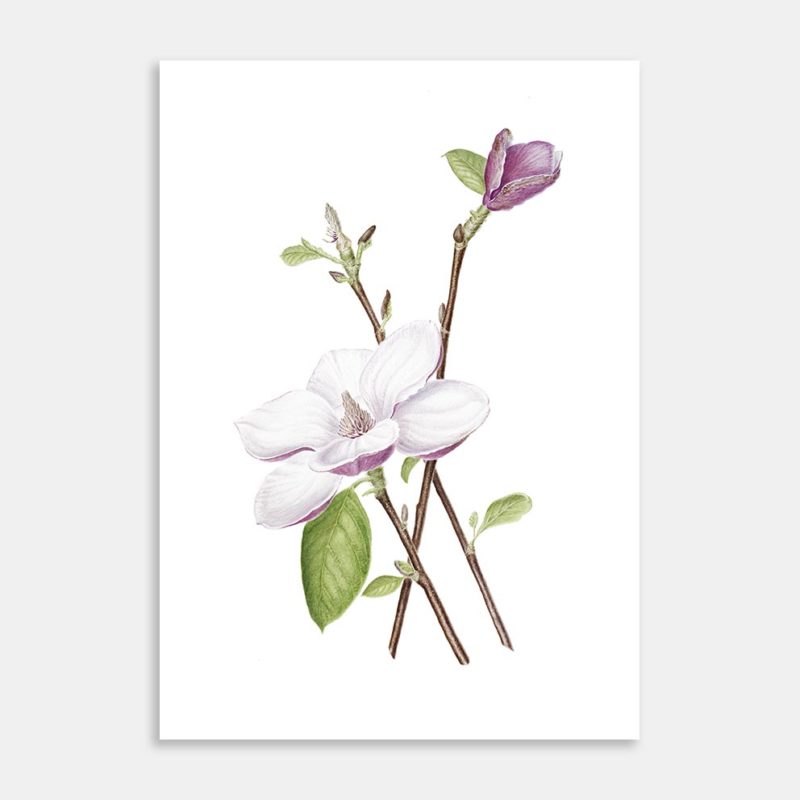 Magnolia Limited Edition Art Print by Lesley Alexander
