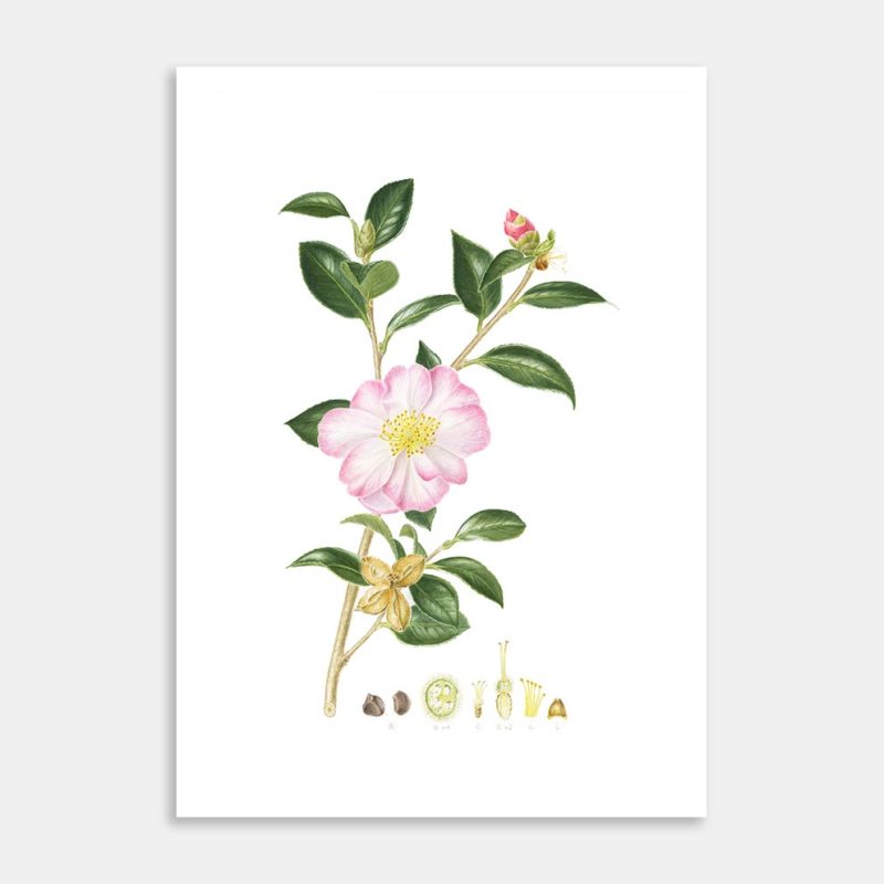 Camellia Sasanqua ‘Gay Border’ Limited Edition Art Print by Lesley Alexander