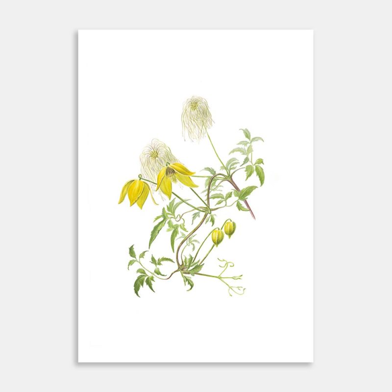 Clematis Tangutica Limited Edition Art Print by Lesley Alexander