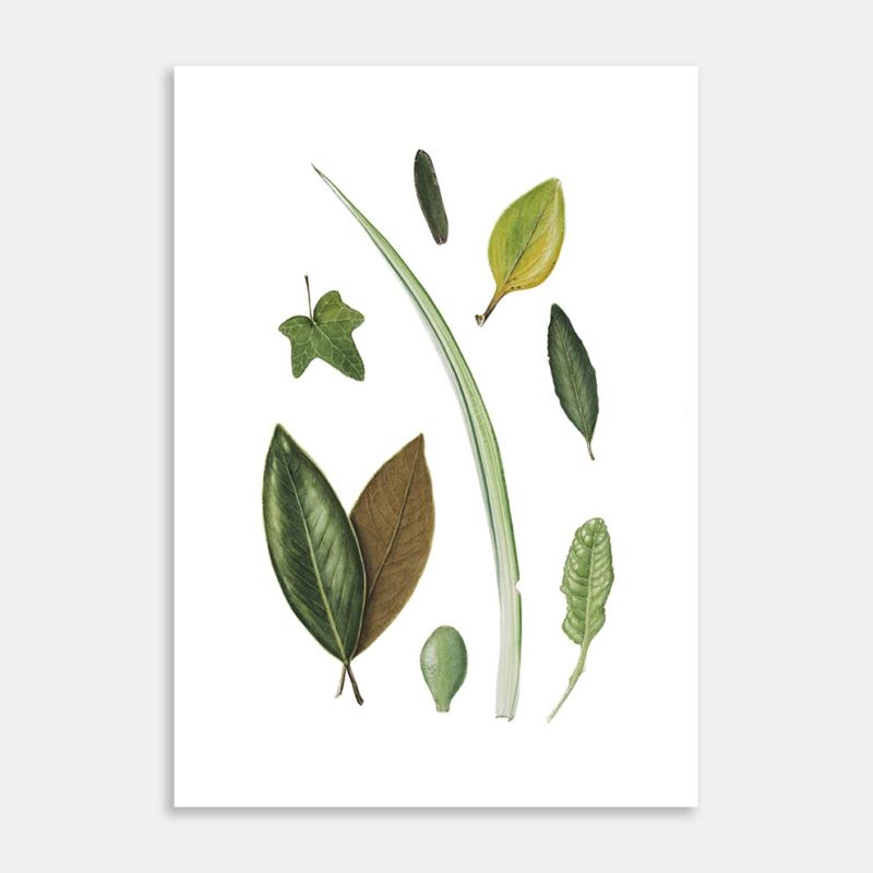 Infinite Variety Limited Edition Art Print by Lesley Alexander