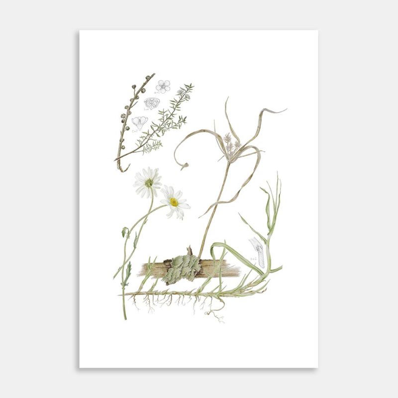 Vegetation on the Verge Limited Edition Art Print by Lesley Alexander
