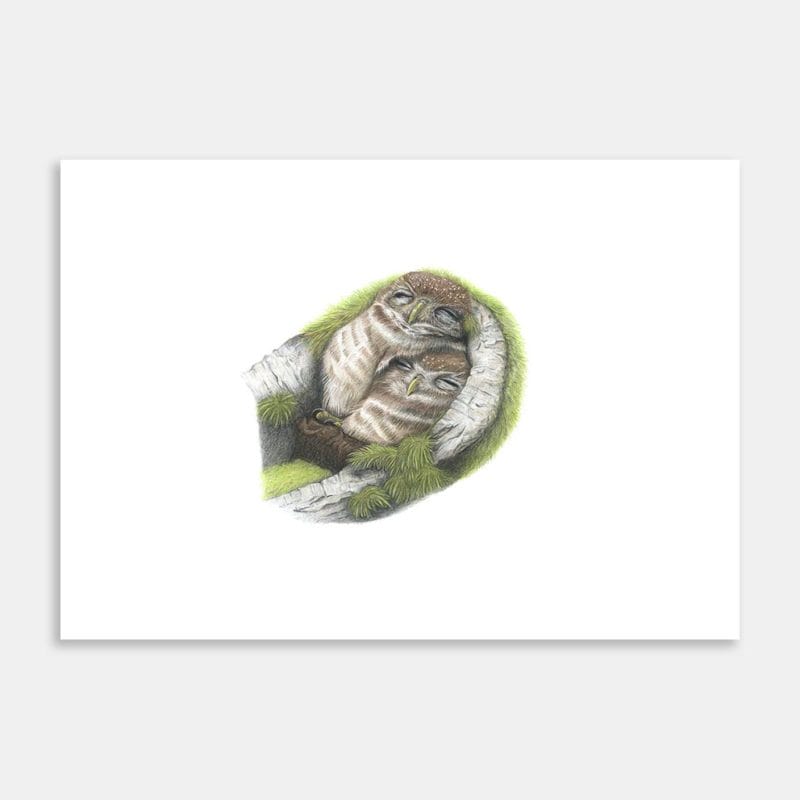 Owls Sleeping Art Print By Janine Badger