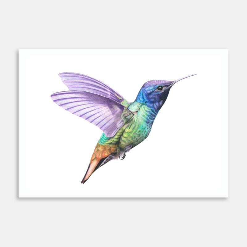 Humming Bird Art Print By Janine Badger