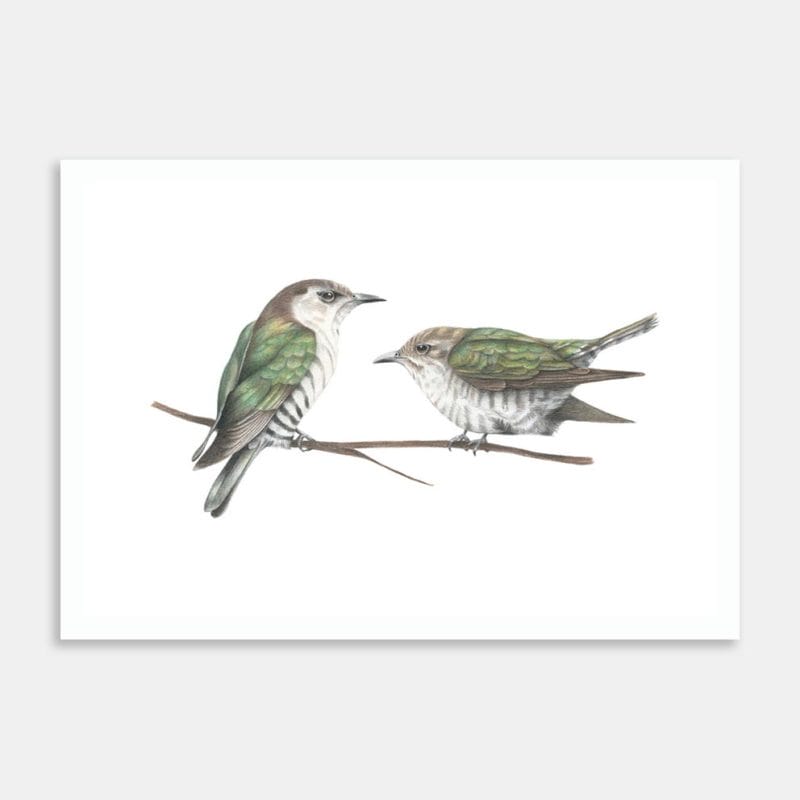 Shining Cuckoo Art Print By Janine Badger