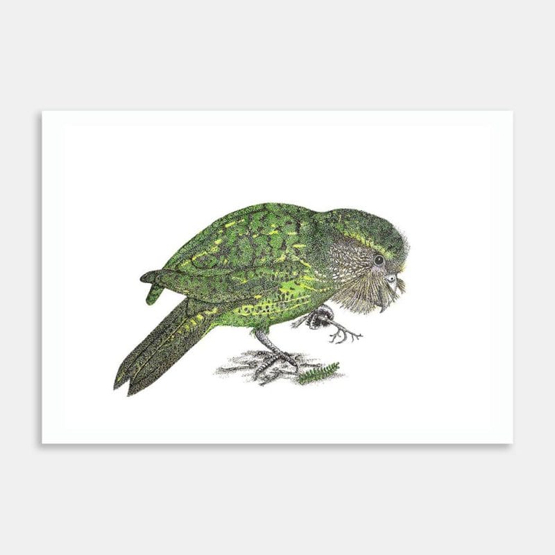 Kākāpõ Art Print By Kristin Ivill