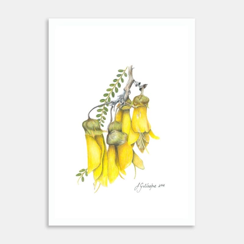 Kowhai No.1 Art Print By Lynn Fuller