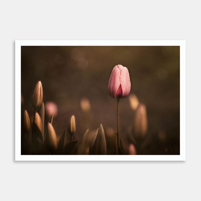 Moody Pink Tulip Art Print by Marina de Wit