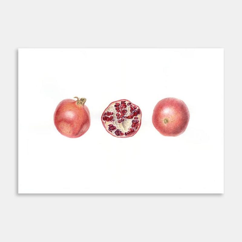 Pomegranates Limited Edition Art Print by Lesley Alexander