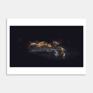 Bees Returning To The Hive Art Print By Ben Doubleday