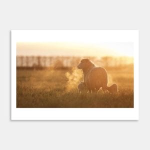 Ewe And Lambs At Sunrise Art Print By Ben Doubleday