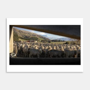 Merino Lambs Art Print By Ben Doubleday