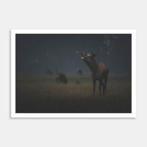 Red Stag Roaring Art Print By Ben Doubleday
