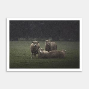 Southdown Rams In The Pouring Rain Art Print By Ben Doubleday