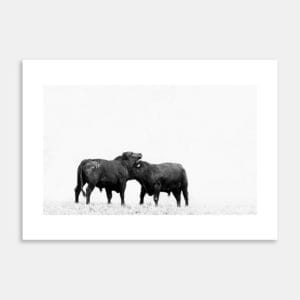 Stud Angus Bulls Fighting Art Print By Ben Doubleday