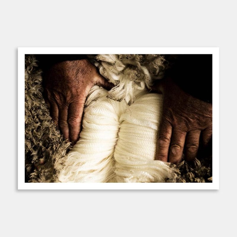 Stud Merino Fleece Opened Up Art Print By Ben Doubleday