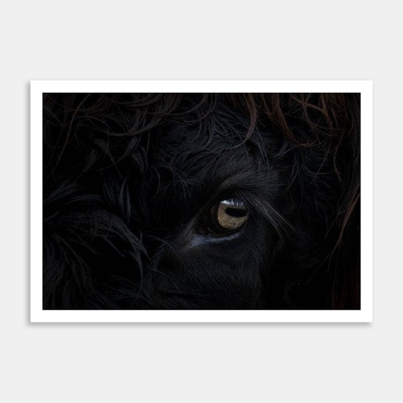 Stud Miniature Highland Cows Eye Art Print By Ben Doubleday