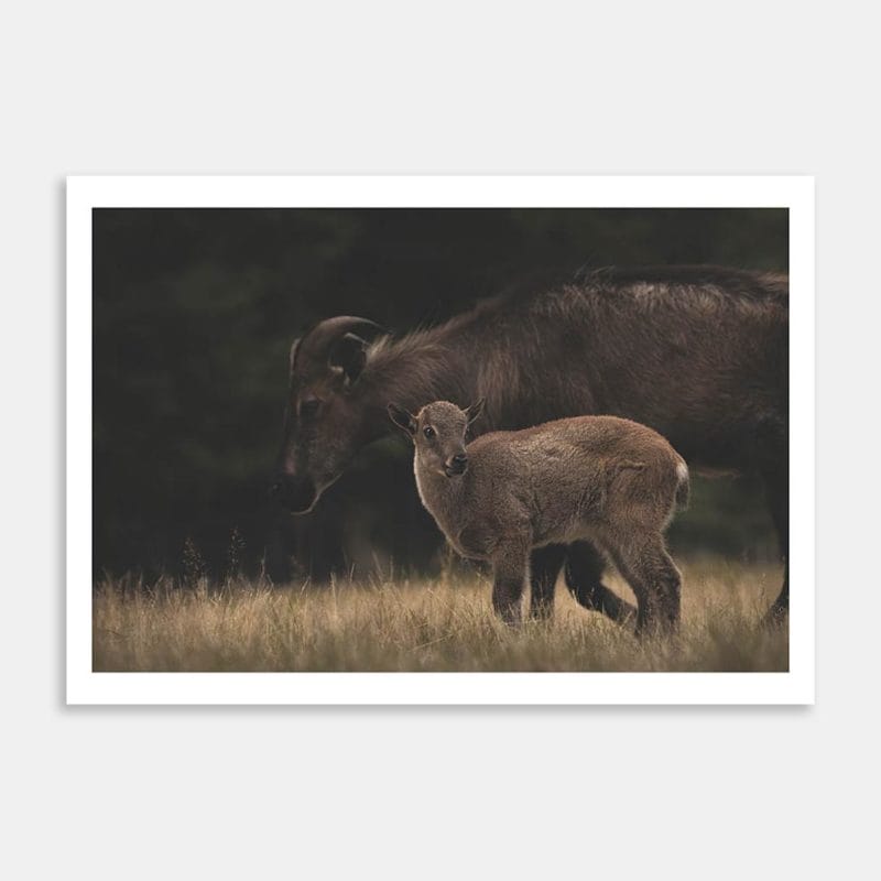 Tahr Baby And Mother Art Print By Ben Doubleday