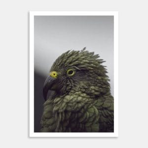 Arthurs Pass Kea Art Print By Ben Doubleday