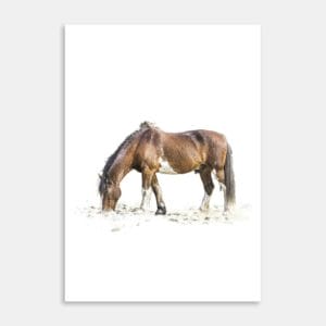 Clydesdale Art Print By Ben Doubleday