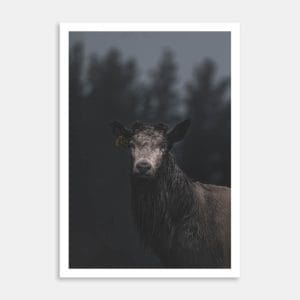 Dirty Danish White Stag Art Print By Ben Doubleday