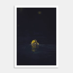 Duckling Swimming Away Art Print By Ben Doubleday