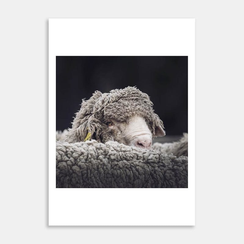 Merino Ram Art Print By Ben Doubleday