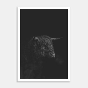 Miniature Stud Highland Bull Art Print By Ben Doubleday