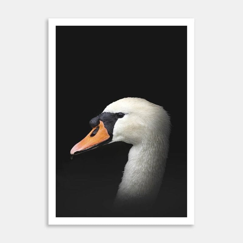 Mute Swan Art Print By Ben Doubleday