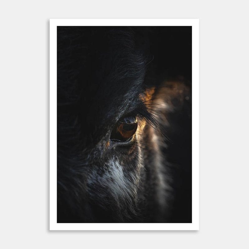 Speckle Park Calf’s Eye At Sunrise Art Print By Ben Doubleday