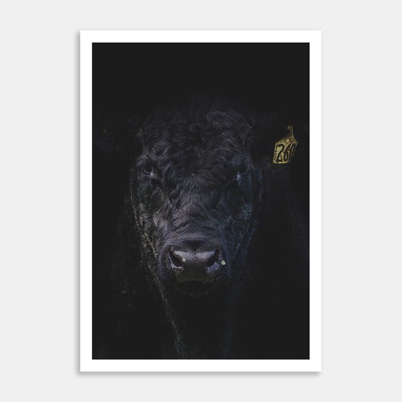 Stud Angus Bull Art Print By Ben Doubleday