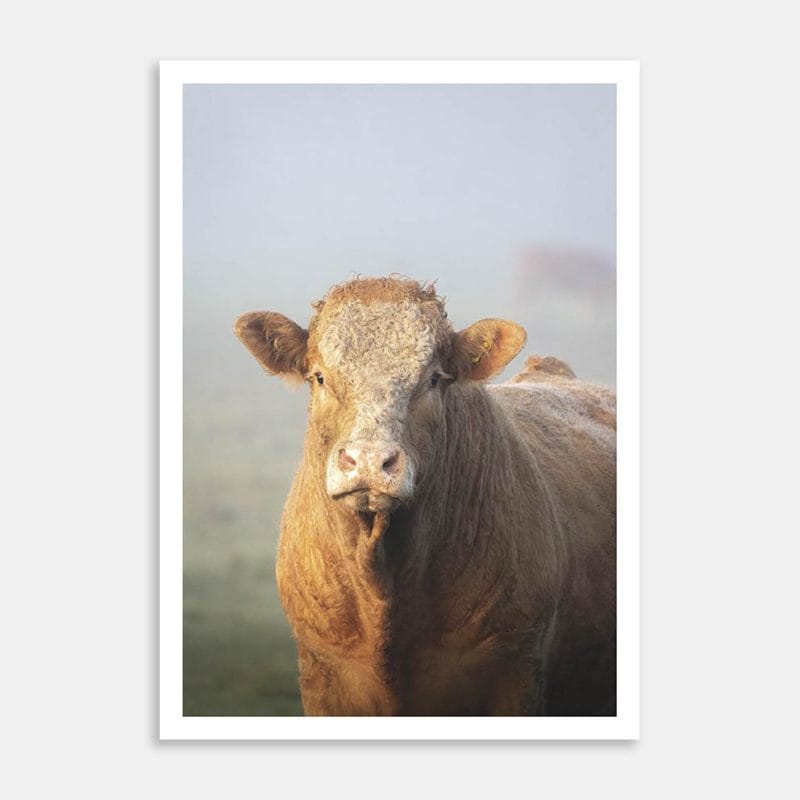 Stud Simmental Bull Art Print By Ben Doubleday
