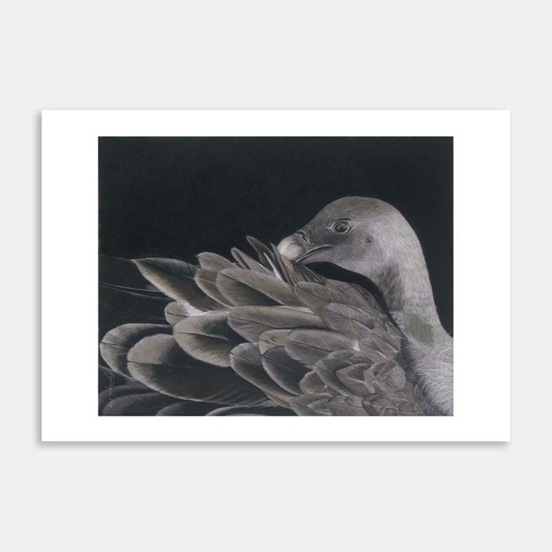 White Backed Vulture Art Print By Lynn Fuller