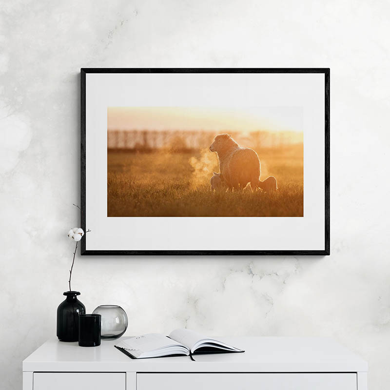 Ewe And Lambs At Sunrise Art Print By Ben Doubleday