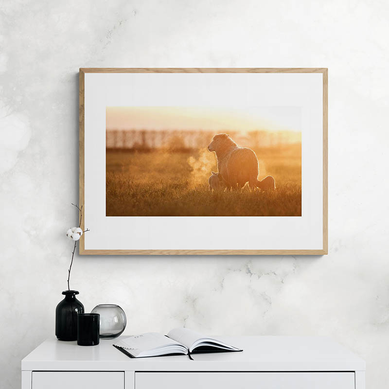 Ewe And Lambs At Sunrise Art Print By Ben Doubleday