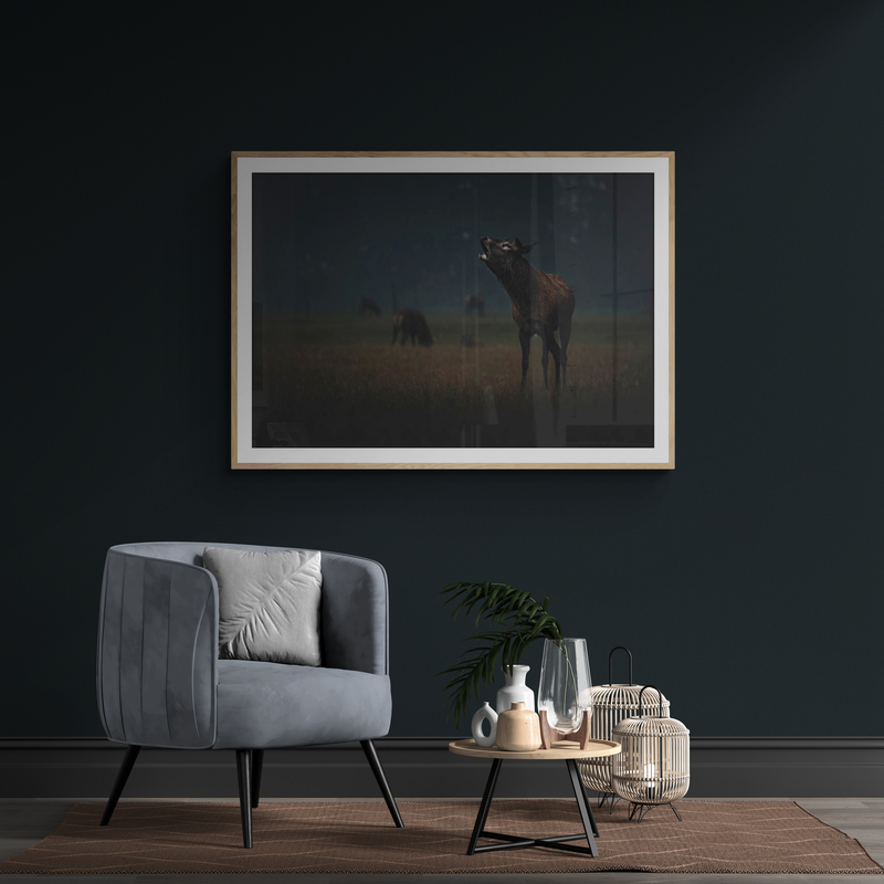 Red Stag Roaring Art Print By Ben Doubleday - Image 3