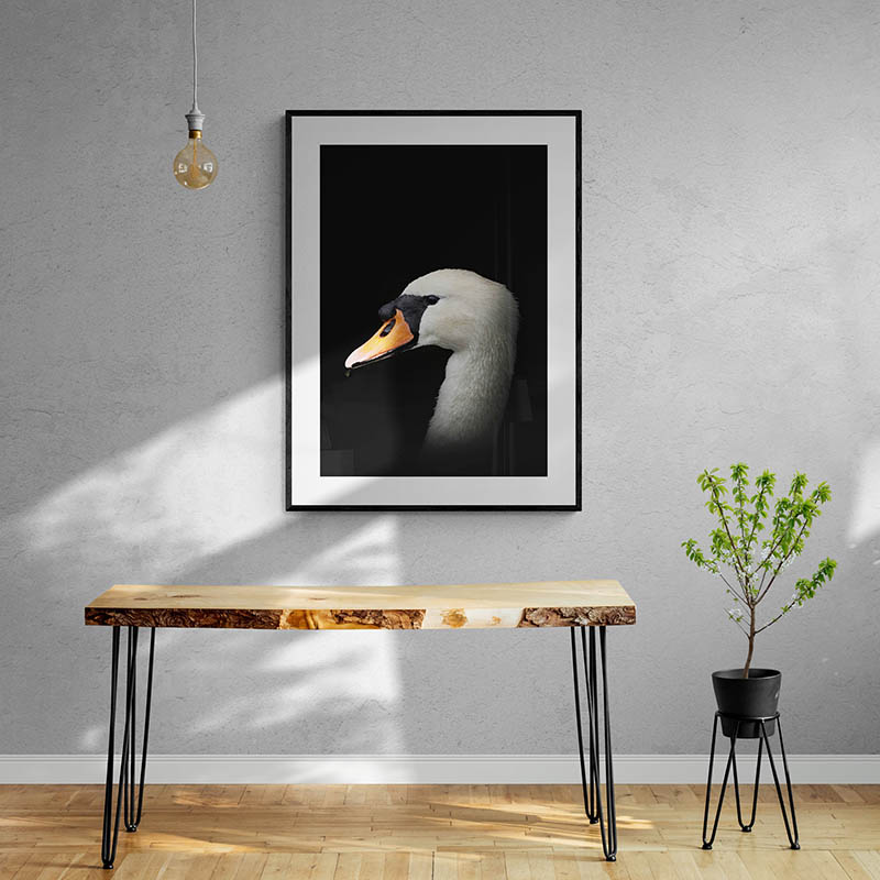 Mute Swan Art Print By Ben Doubleday