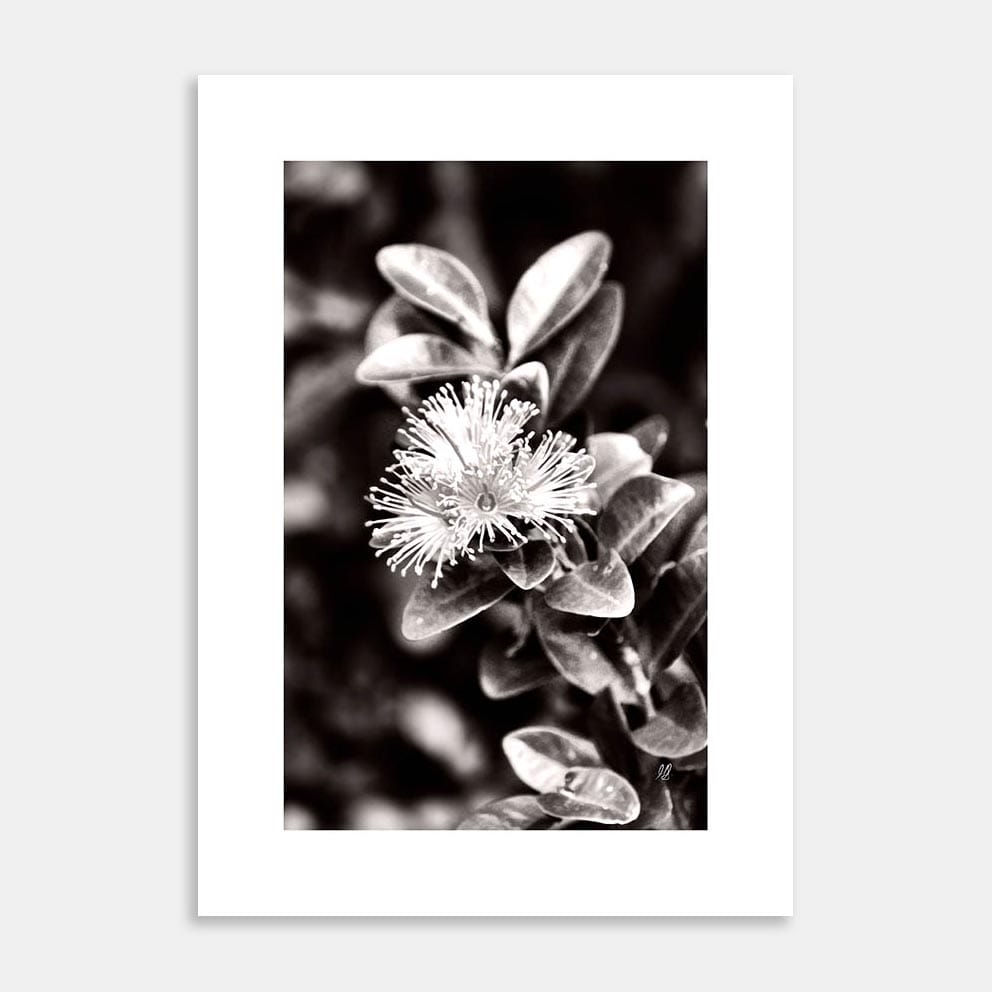 Black & White Art Prints - Art Collective
