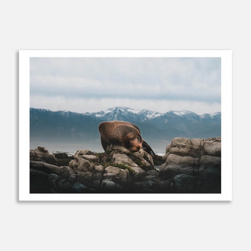 Kaikoura Seal Art Print By Johnny Hendrikus