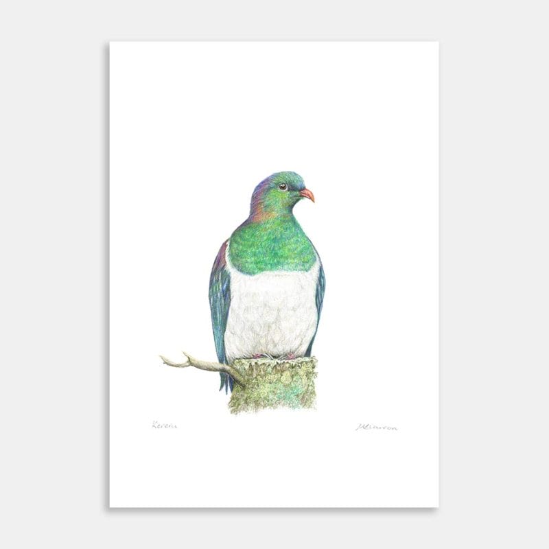 Kereru Art Print By Margie Carron