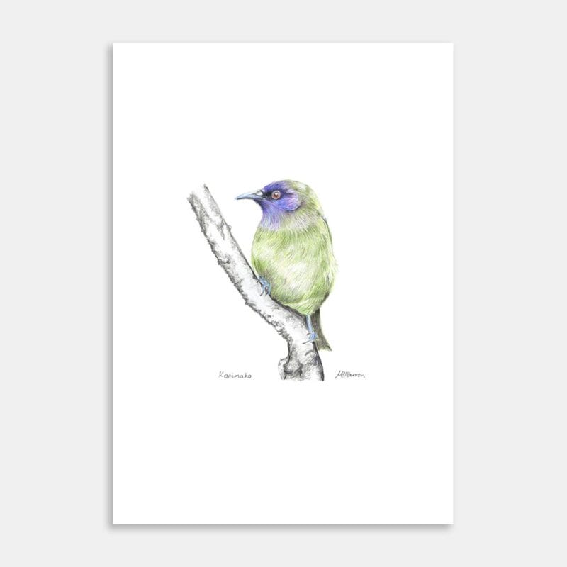 Korimako Art Print By Margie Carron