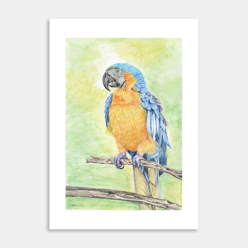 Yellow Macaw Art Print By Margie Carron