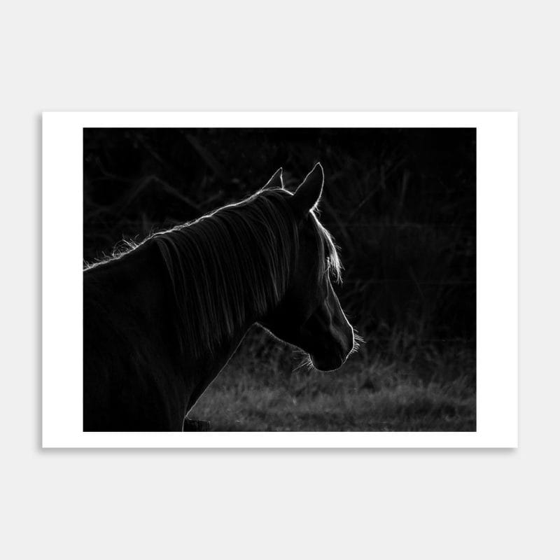 Contemplation Art Print By Penny Kennedy