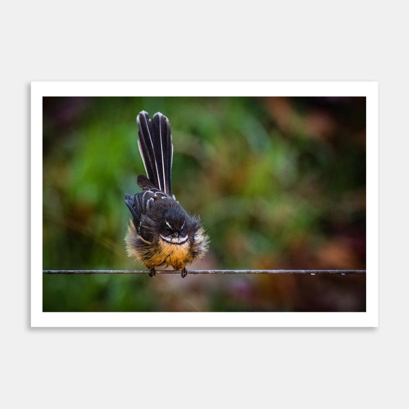 Fluffing About Art Print By Penny Kennedy