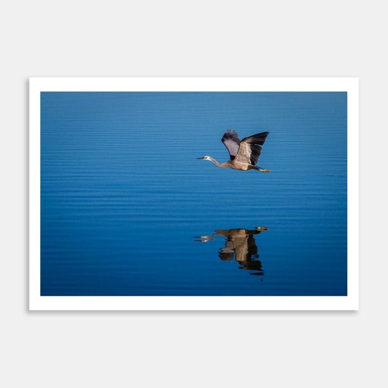 Heron Art Print By Penny Kennedy