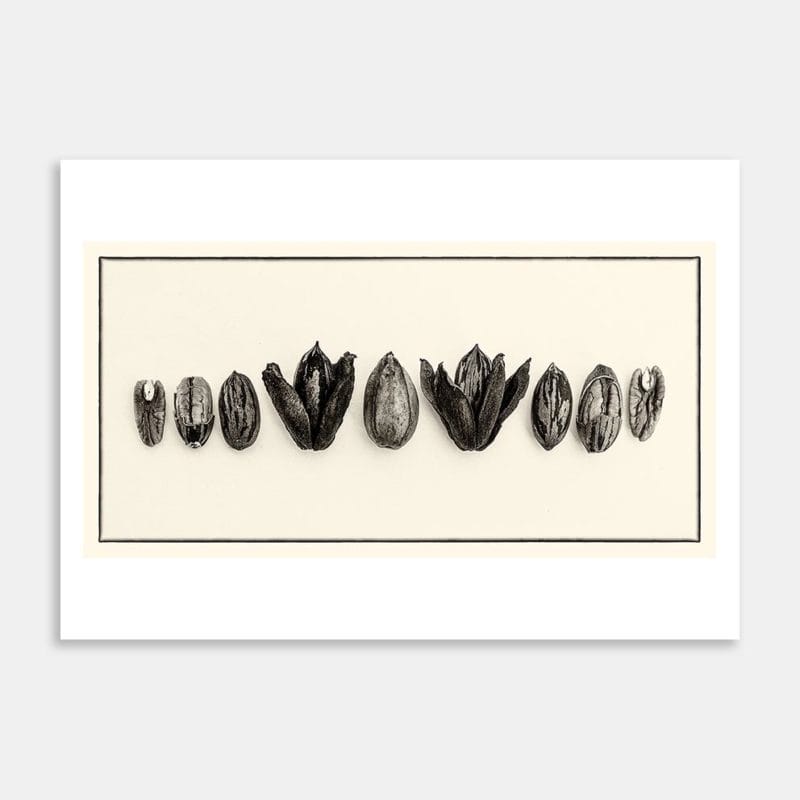 Pecan Study Art Print By Penny Kennedy