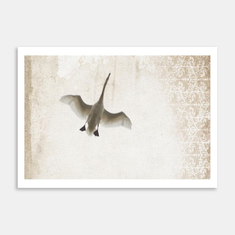 Swanning Around Art Print By Penny Kennedy