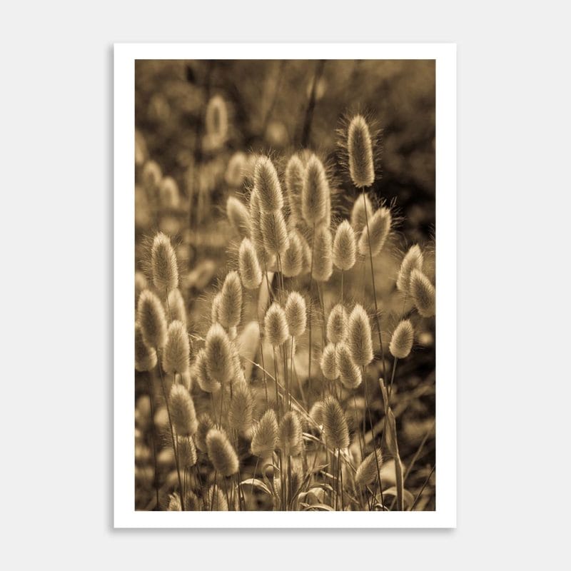 Fluffies Art Print By Penny Kennedy