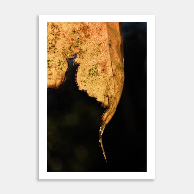 Golden Leaf Art Print By Penny Kennedy